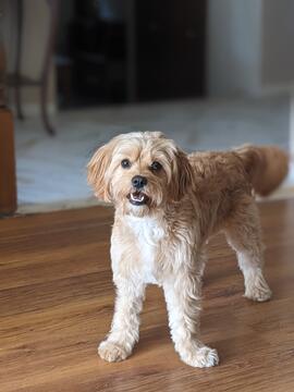 Photo of Gus the Dog